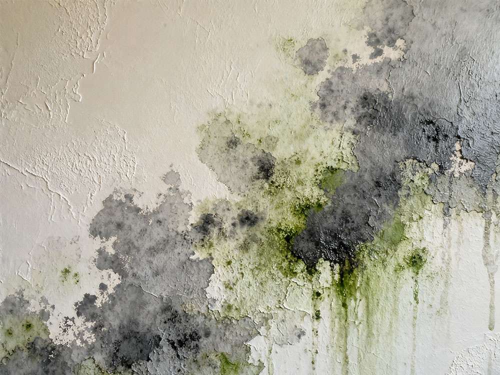 multicolored artistic coatings application problems mold growth